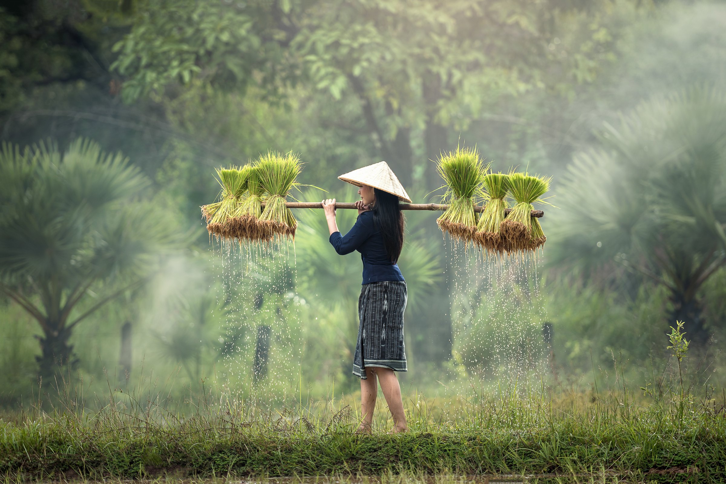 Asian Woman Carrying Rice Seedlings